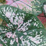 Malattie e parassiti del Caladium in casa: riconoscili e proteggi la tua pianta
