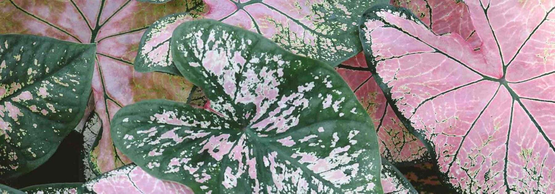 Malattie e parassiti del Caladium in casa: riconoscili e proteggi la tua pianta