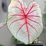 Caladium in casa: la cura durante le stagioni