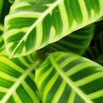 Calathea: Malattie, problemi comuni e parassiti