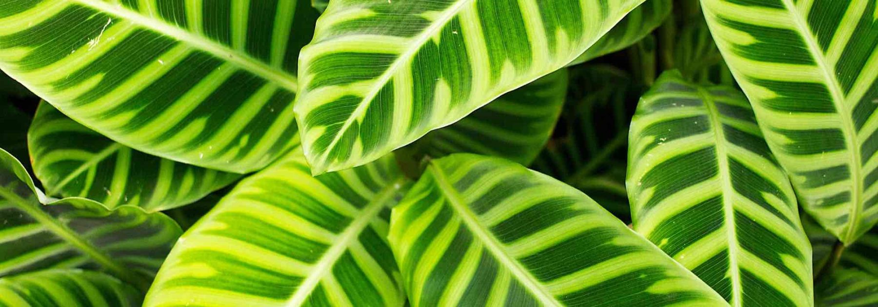 Calathea: Malattie, problemi comuni e parassiti