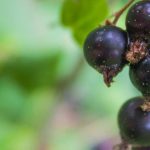 Il ribes nero: un arbusto da frutto da coltivare per le sue virtù medicinali