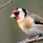 Uccelli da giardino: come riconoscere e attirare il Carduelis carduelis?