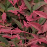 Quale Nandina o bambù sacro scegliere per il tuo giardino o la tua terrazza?