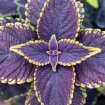 Coleus in casa: prevenire e curare malattie e parassiti