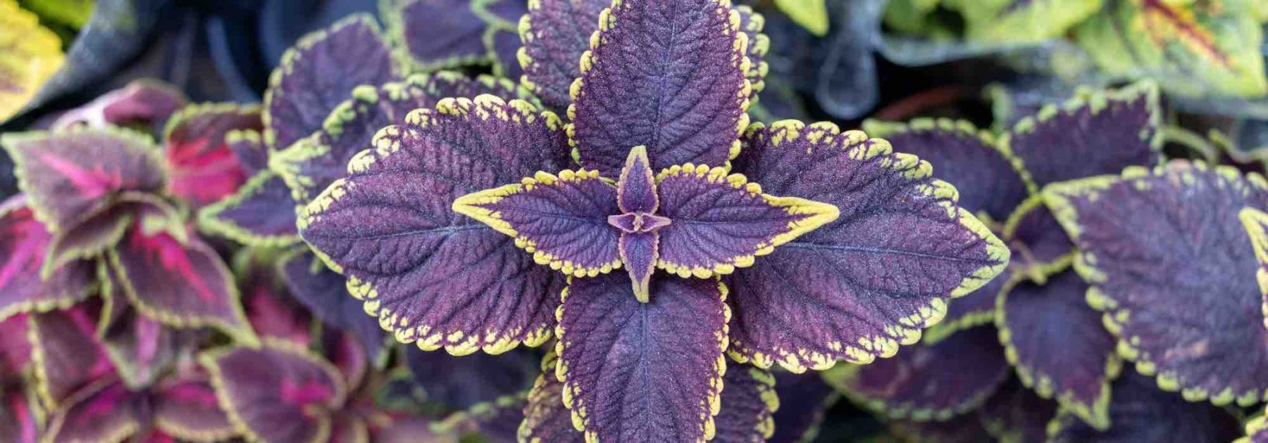 Coleus in casa: prevenire e curare malattie e parassiti
