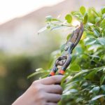 Giardinaggio per principianti: come potare i propri arbusti senza sbagliare?