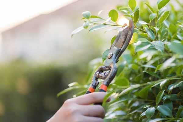 Giardinaggio per principianti: come potare i propri arbusti senza sbagliare?