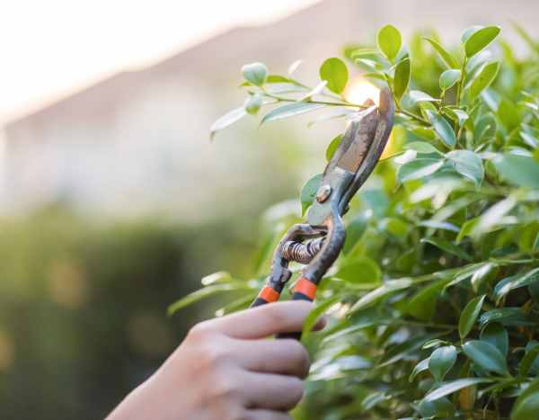 Giardinaggio per principianti: come potare i propri arbusti senza sbagliare?