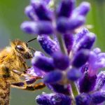 Piante mellifere e piante nettarifere: quali differenze?