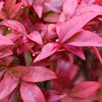 Coltivare un Nandina in vaso: tutti i nostri consigli