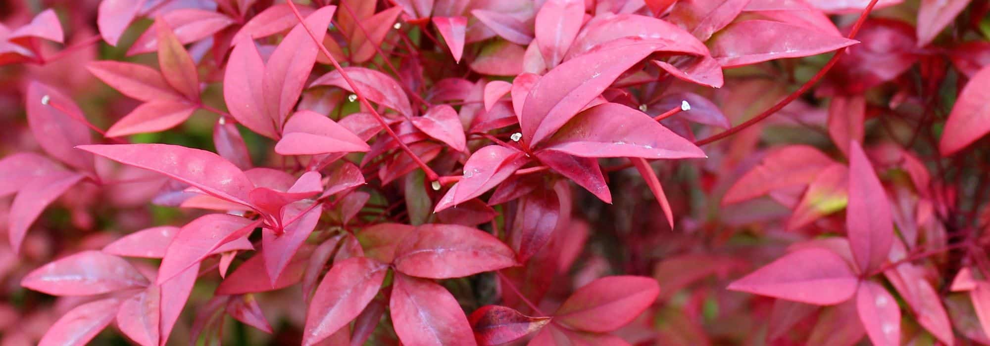 Coltivare un Nandina in vaso: tutti i nostri consigli