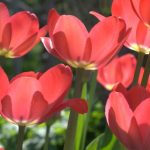 Malattie e parassiti dei tulipani