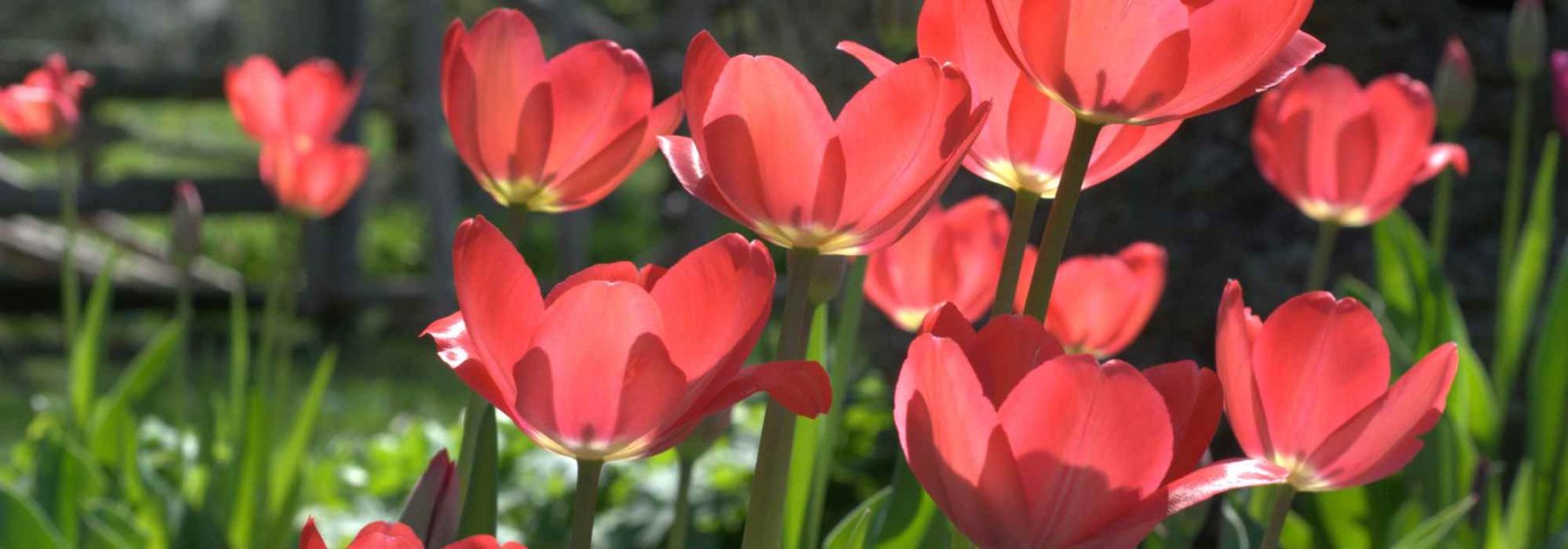 Malattie e parassiti dei tulipani