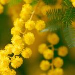 Mimosa profumato: le varietà più belle per un giardino fiorito e fragrante