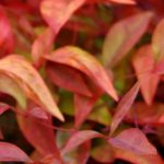 Bambù sacro: i più bei Nandina da coltivare in vaso