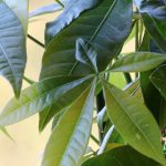 Pachira: piantagione, coltivazione, cura