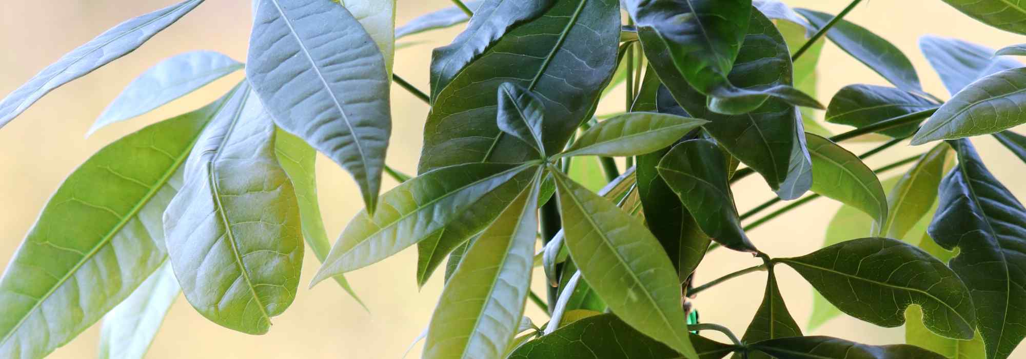 Pachira: piantagione, coltivazione e cura