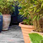 Quali piante scegliere per allestire un cortile interno?