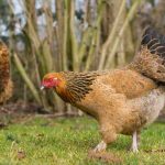 Adotta rimedi naturali per galline in piena forma