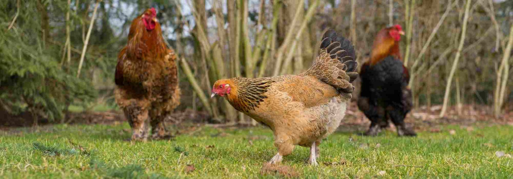 Adotta rimedi naturali per galline in piena forma