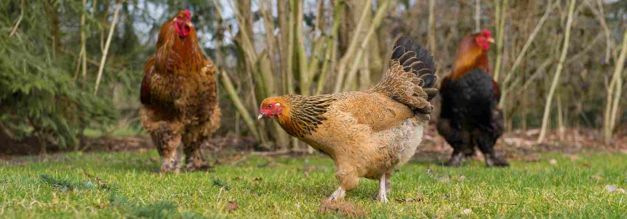 Adotta rimedi naturali per galline in piena forma