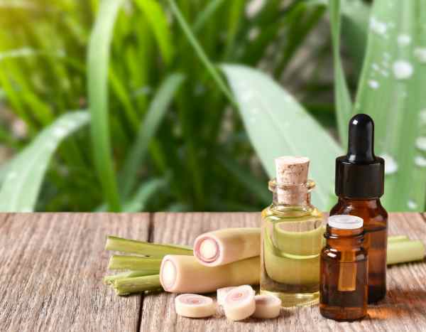 Come preparare l'olio di Verbena limonina fatto in casa?