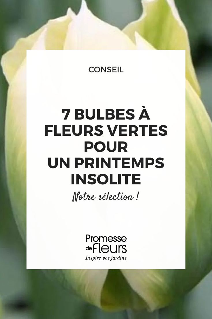 7 bulbi a fiori verdi per una primavera insolita ed elegante (1) tulipano Spring Green