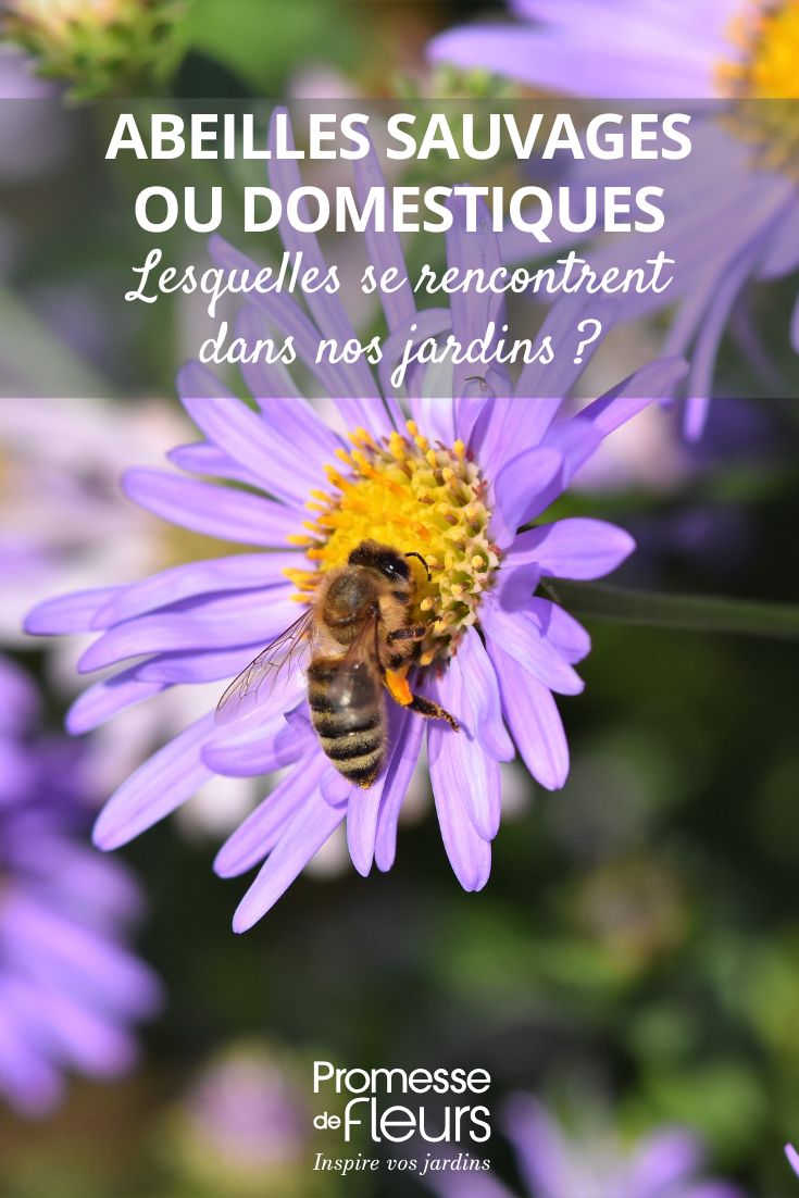 Api selvatiche o domestiche: quali specie si incontrano nei nostri giardini ape che bottina un fiore