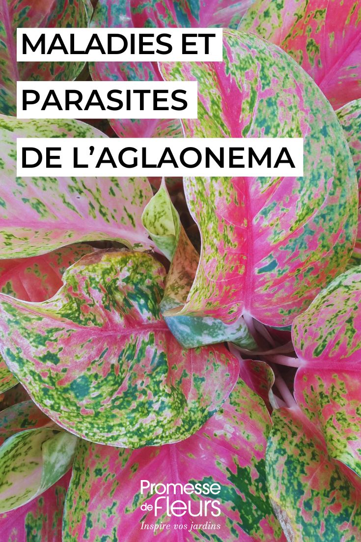 curare l'AGLAONEMA