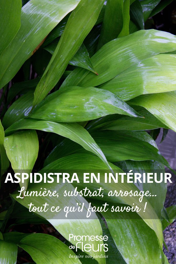 i nostri consigli per coltivare l'aspidistra