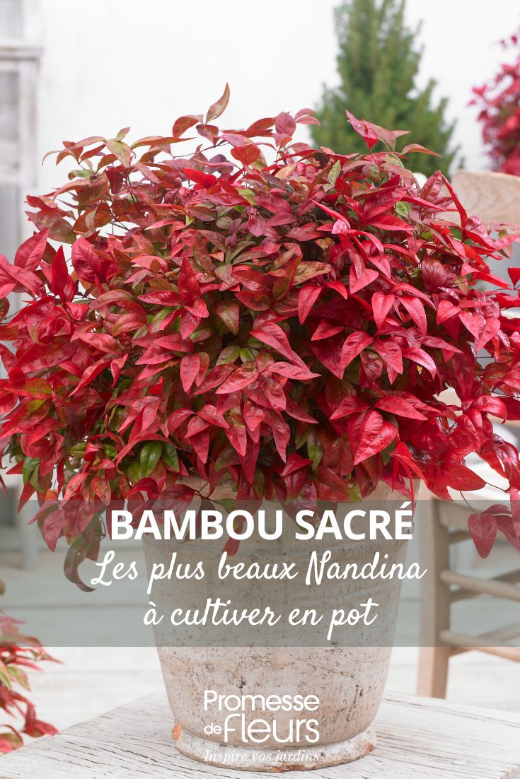 I più bei Nandina sacri da coltivare in vaso scegliere un nandina per vaso
