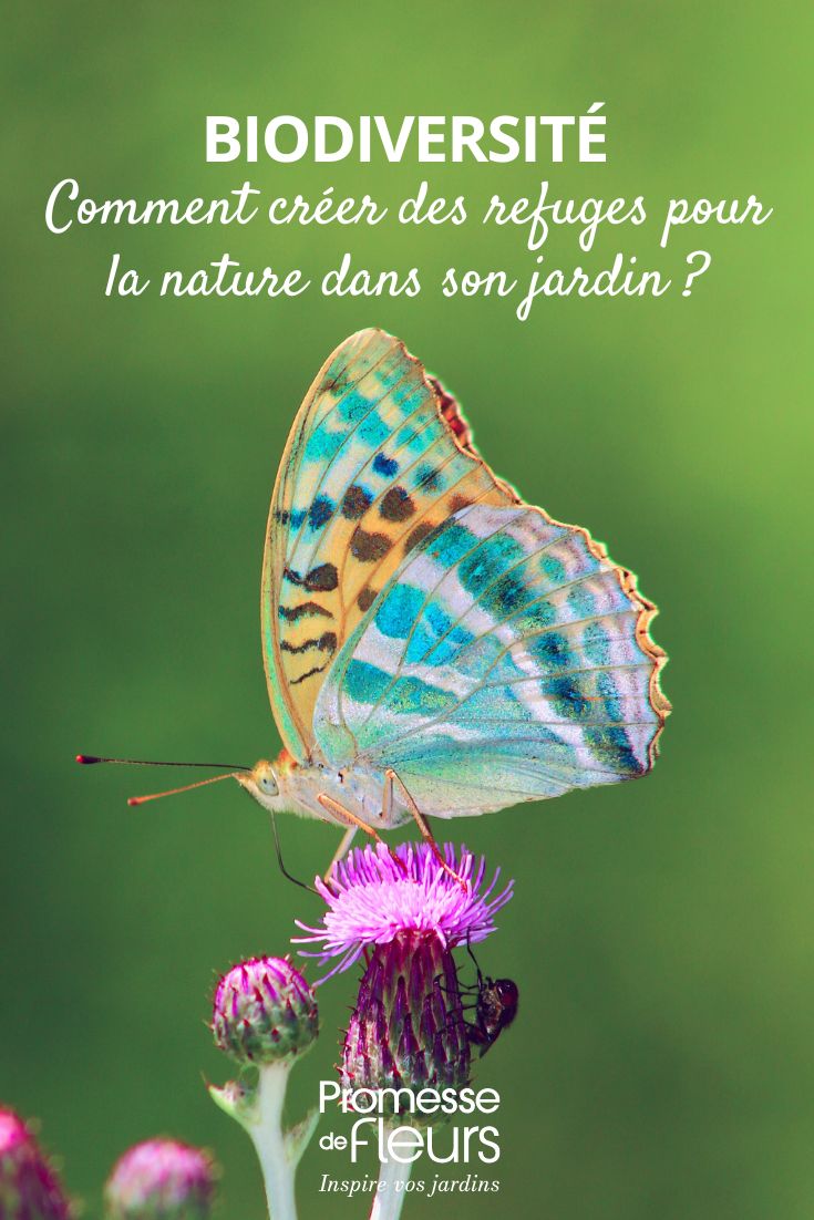 Biodiversità: come creare rifugi per la natura nel tuo giardino aiutare la fauna del giardino