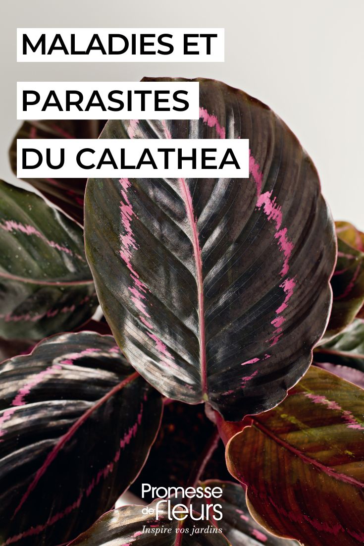 Calathea Malattie, problemi comuni e parassiti curare la CALATHEA