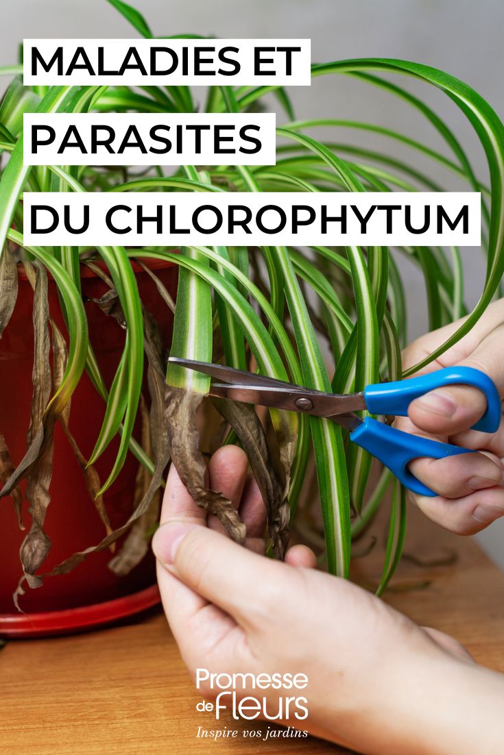 Chlorophytum parassiti, malattie e consigli di cura da conoscere (1) curare il CHLOROPHYTUM