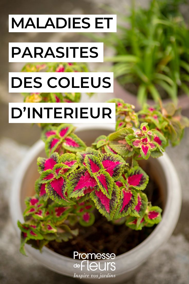 Coleus in casa: prevenire e curare malattie e parassiti Coleus, come prendersene cura