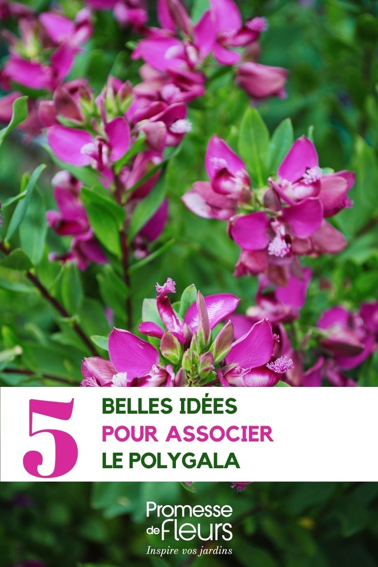 Come abbinare il Polygala idee per l'abbinamento del Polygala