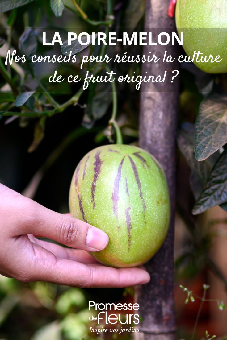 Come coltivare la pera-melone, un frutto esotico originale frutto del Solanum muricatum
