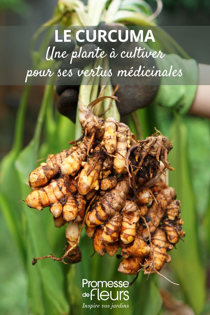 coltivazione e radici di curcuma