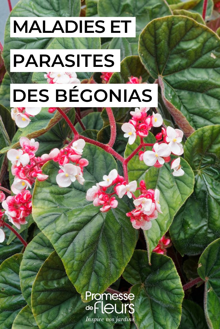 curare le begonie