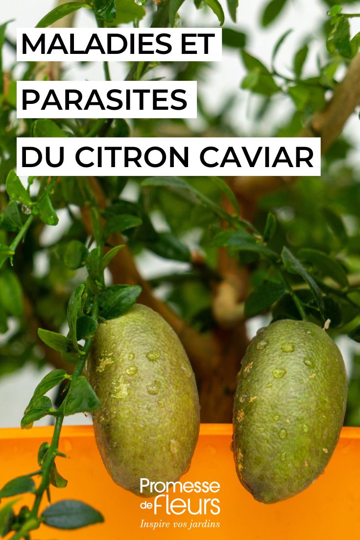 Le malattie e i parassiti del Limone caviale curare il limone caviale