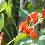 Le migliori piante annuali rampicanti per abbellire rapidamente il tuo giardino