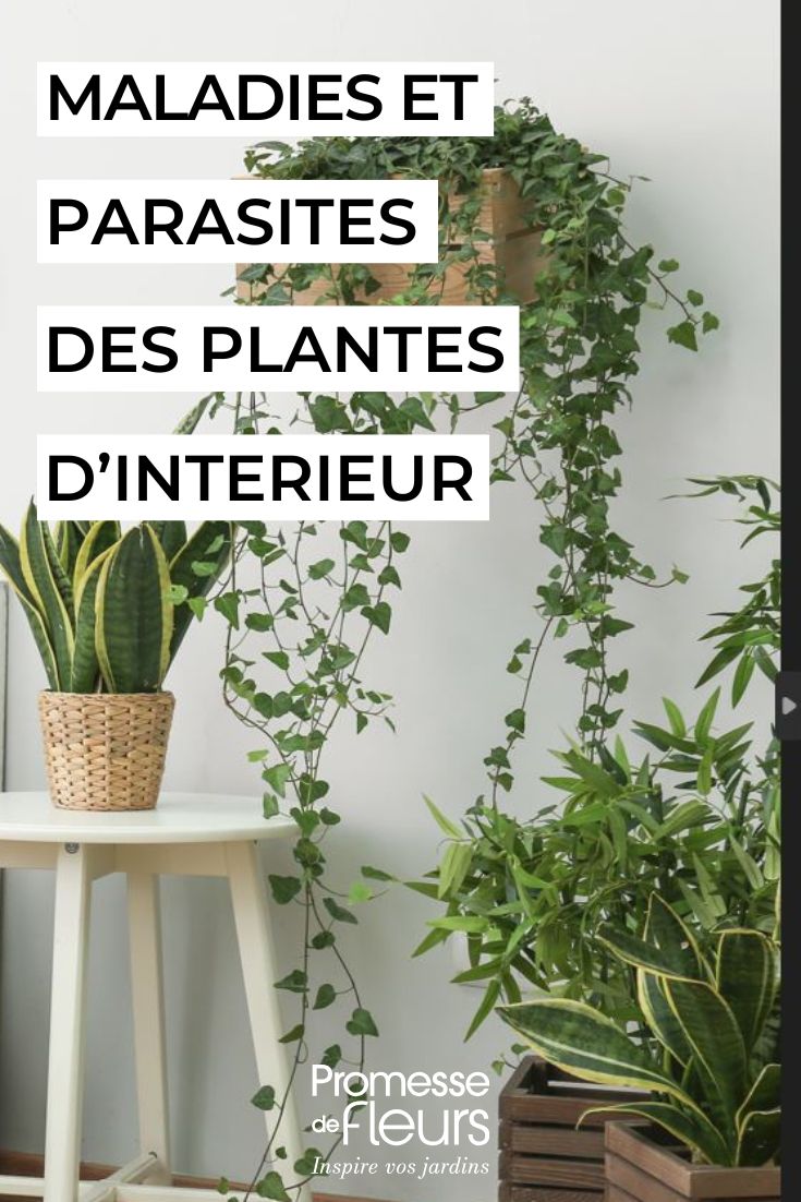 Le principali malattie e parassiti delle piante d'appartamento curare le piante da interno