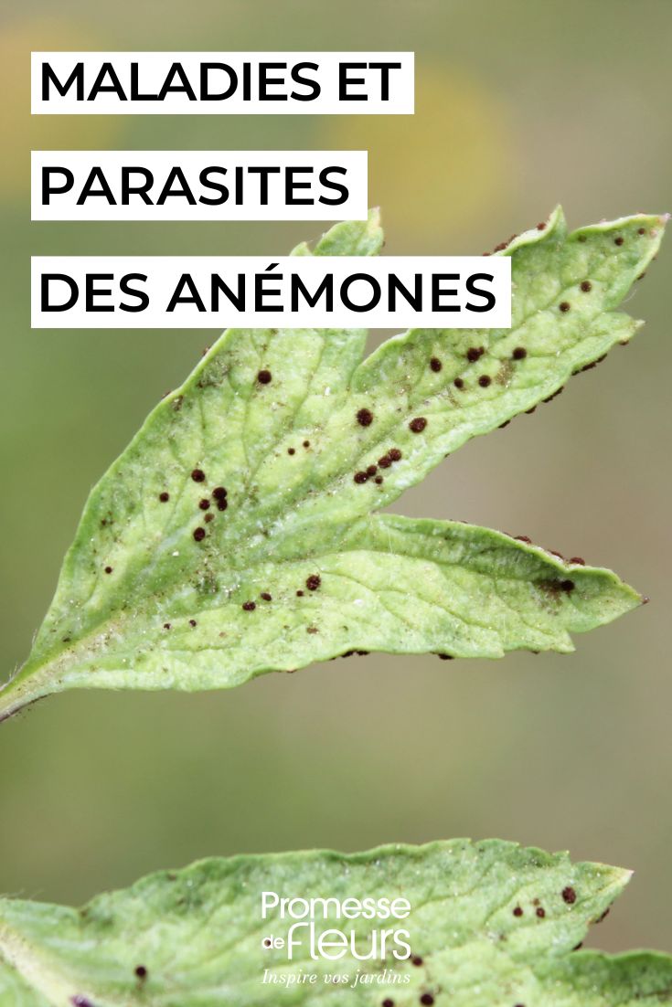 curare le anemoni