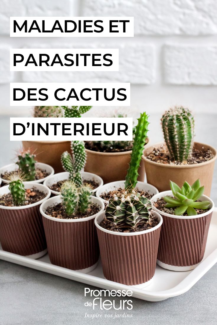 curare i cactus da interno