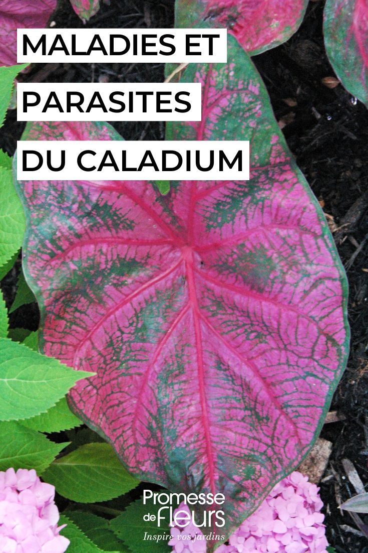 Malattie e parassiti del Caladium in casa: identificali e proteggi la tua pianta (1) curare il CALADIUM