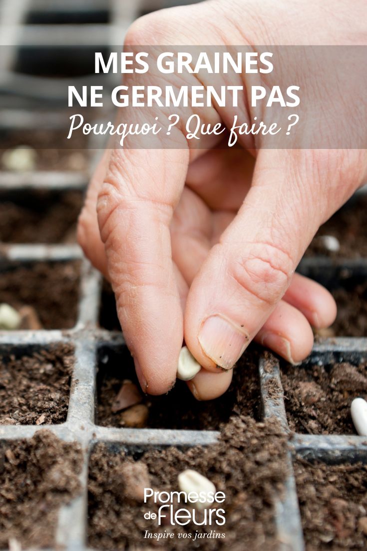 I miei semi non germinano, perché? Cosa fare semina fallita