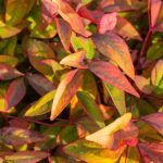 Nandina domestica: una scelta sicura tra le piante dal fogliame decorativo