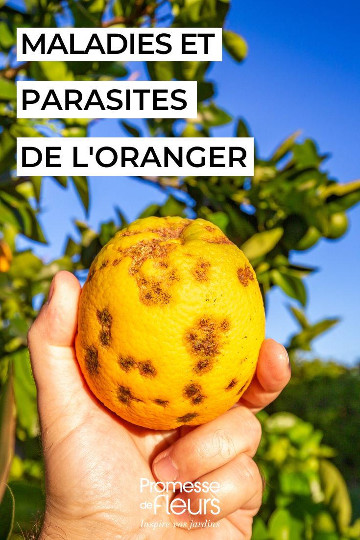 Arancio: come identificare e trattare malattie e parassiti curare l'arancio