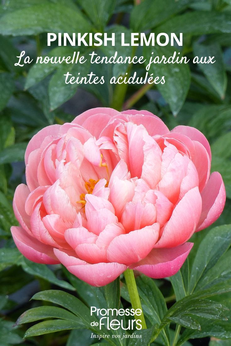 Pinkish Lemon la nuova tendenza giardinaggio con tonalità acidule